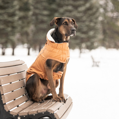 Insulated Raincoat for Dogs - Hazel | Waterproof & Warm Dog Coat | GF PET® Elasto-FIT®