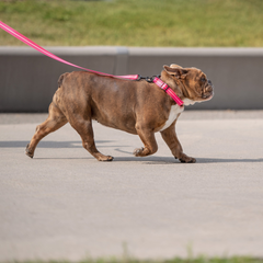 Reflective Leash - Neon Pink | High-Visibility & Durable Nylon – Perfect for Safe Walks