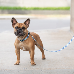 GF PET® Printed Leash - Tie Dye | Durable Nylon Dog Leash for Stylish Walks