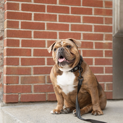 Reflective Dog Leash - Black | Durable Nylon Leash with High-Visibility Reflective Design