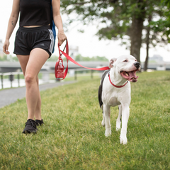 Reflective Leash - Red | High-Visibility Dog Leash for Safe Night Walks