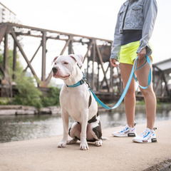 Reflective Leash - Neon Blue | High-Visibility Dog Leash for Safe Night Walks | Durable Nylon | 6 Ft