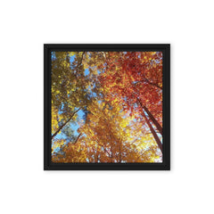 Original Photograph 3 Seasons Art Framed canvas original Framed Photo Maple Trees in Tennessee